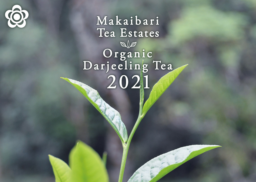 オーガニック 紅茶 マカイバリ Makaibari Tea Estate