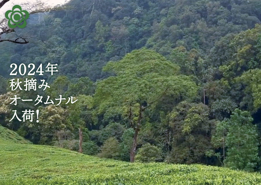 I[KjbN g }JCo Makaibari Tea Estate