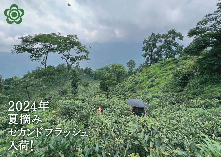 I[KjbN g }JCo Makaibari Tea Estate