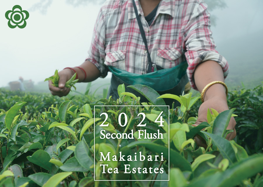 I[KjbN g }JCo Makaibari Tea Estate