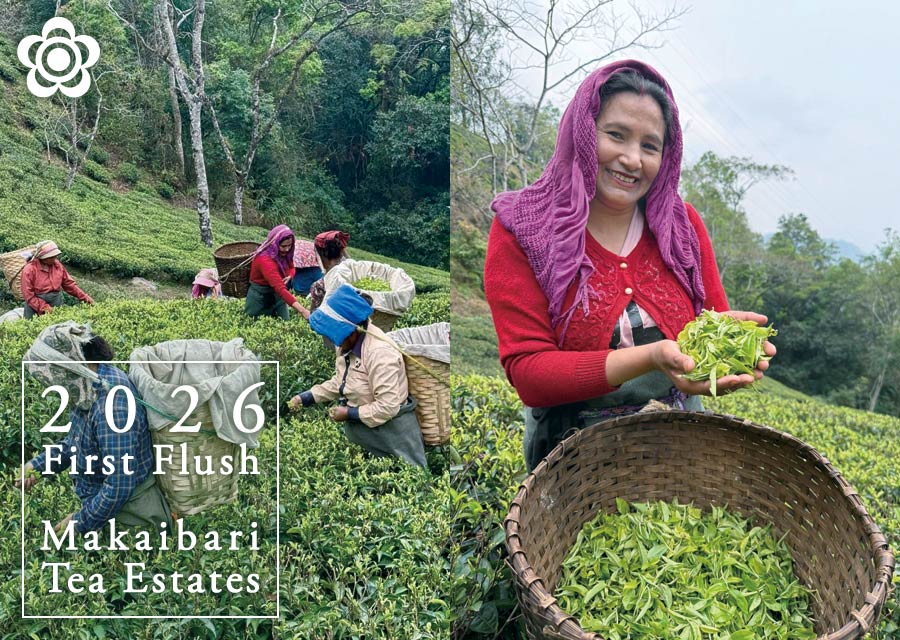 �I�[�K�j�b�N �g�� �}�J�C�o�� Makaibari Tea Estate